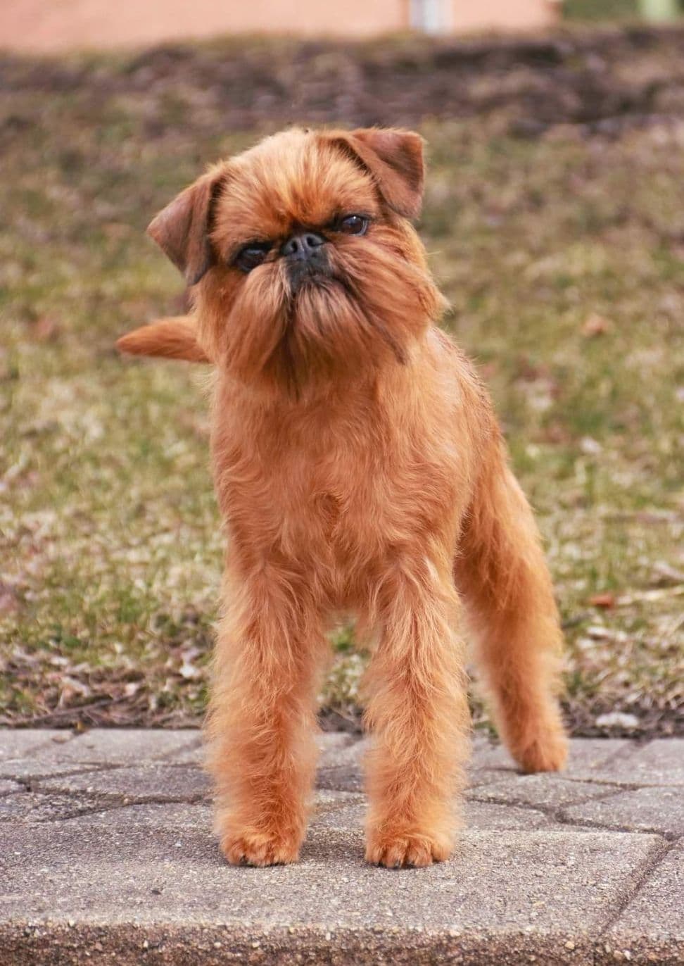 Brussels Griffon Puppies breeder image 3