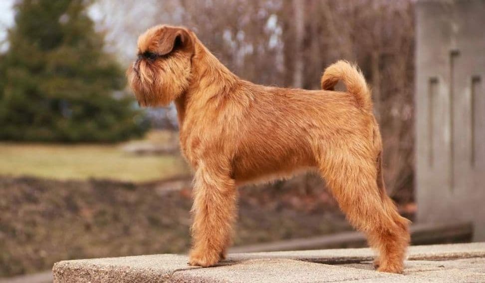 Brussels Griffon Puppies breeder image 2