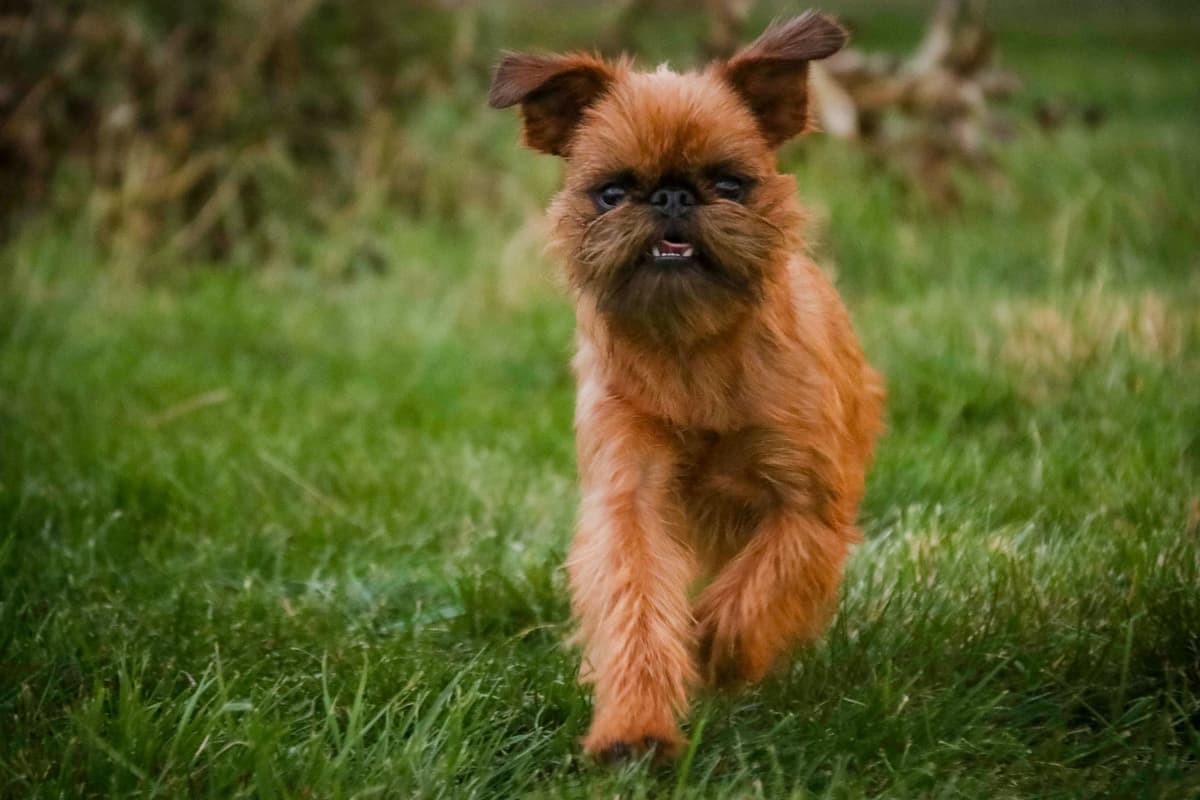 Brussels Griffon Puppies breeder image 4