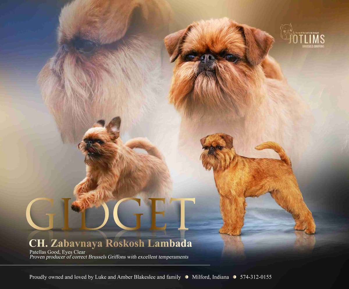 Brussels Griffon Puppies breeder image 1