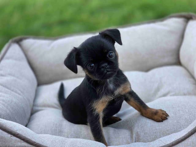 Brussels Griffon Puppies media 2