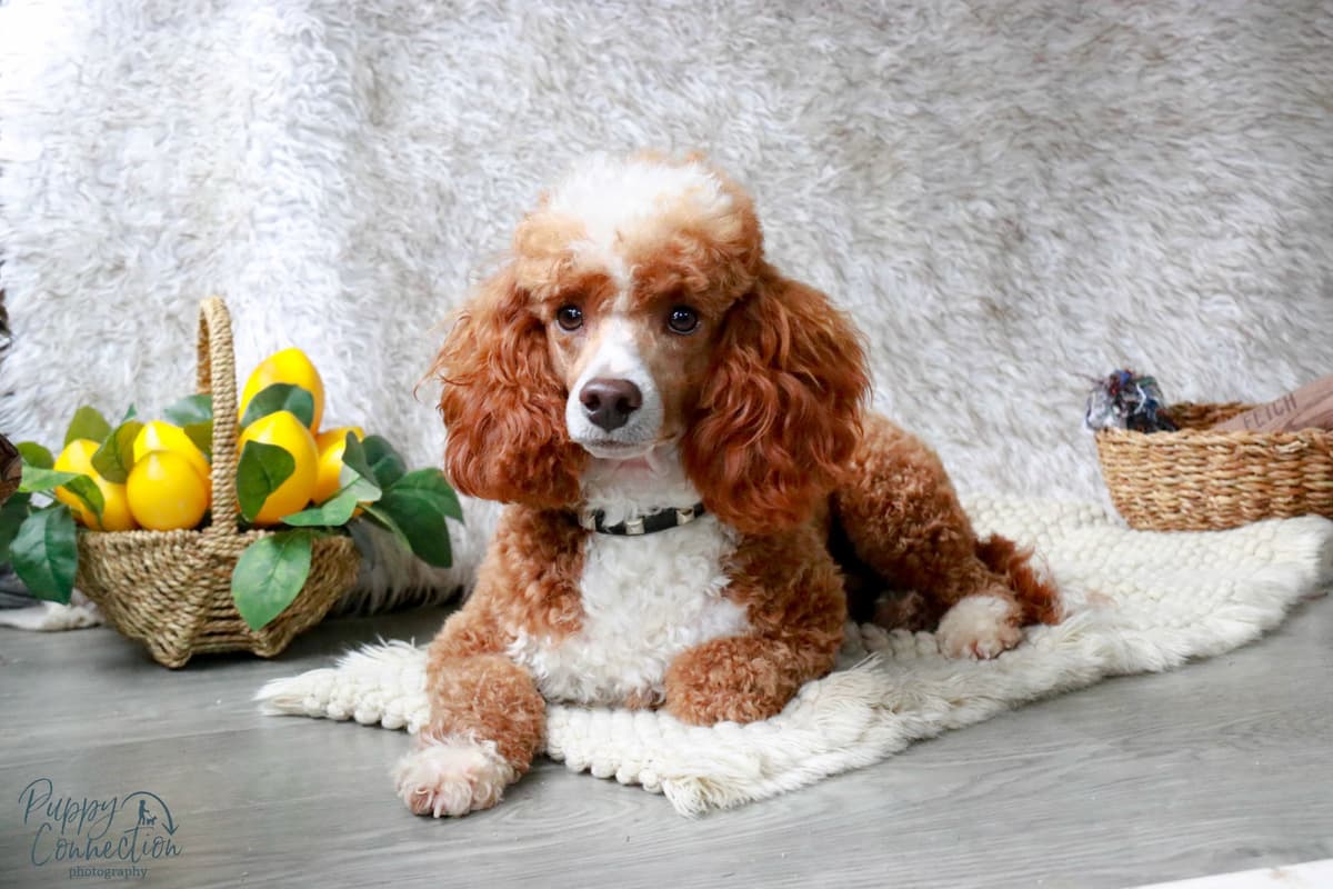 Poodle Puppies breeder image 1