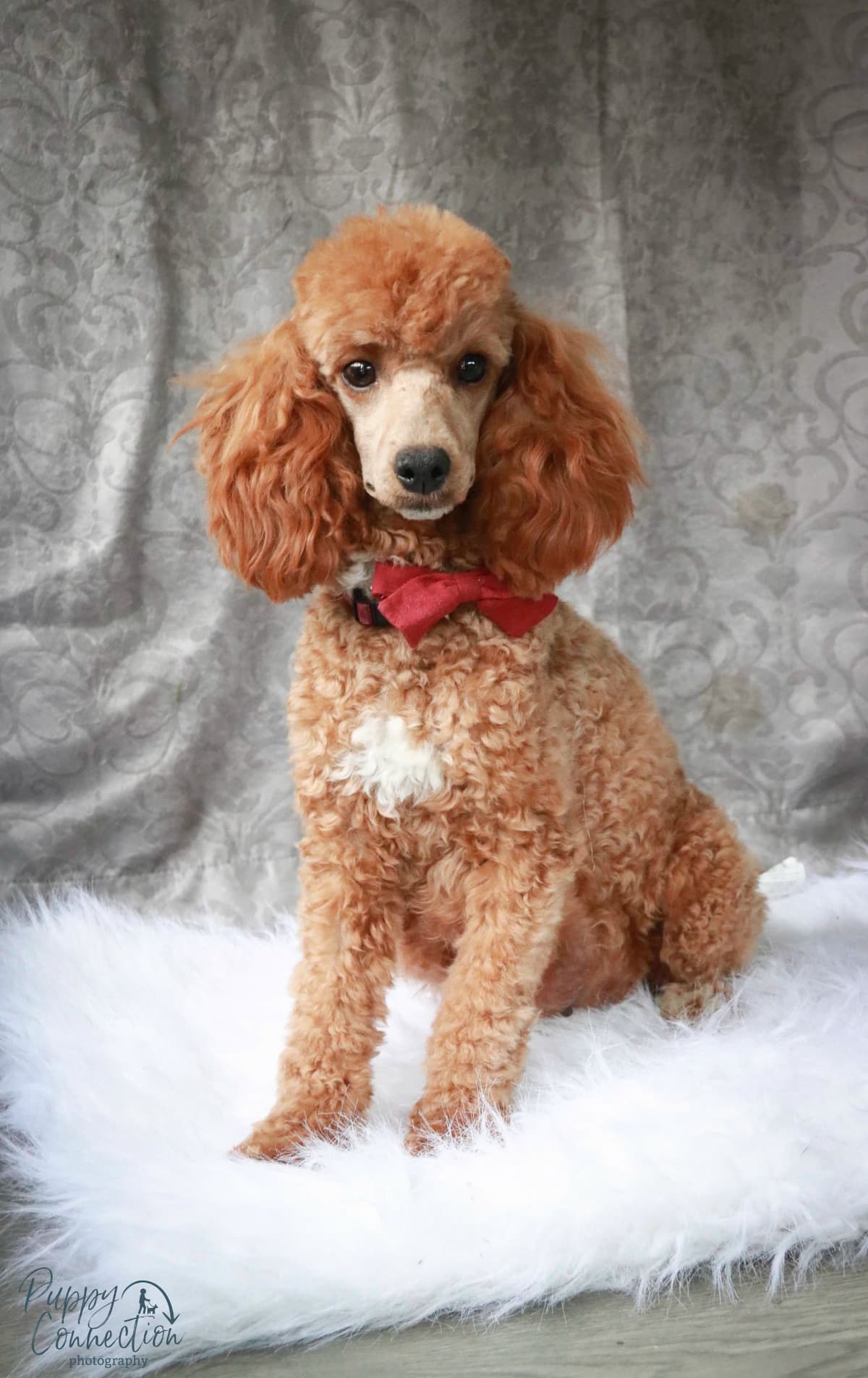 Poodle Puppies breeder image 2