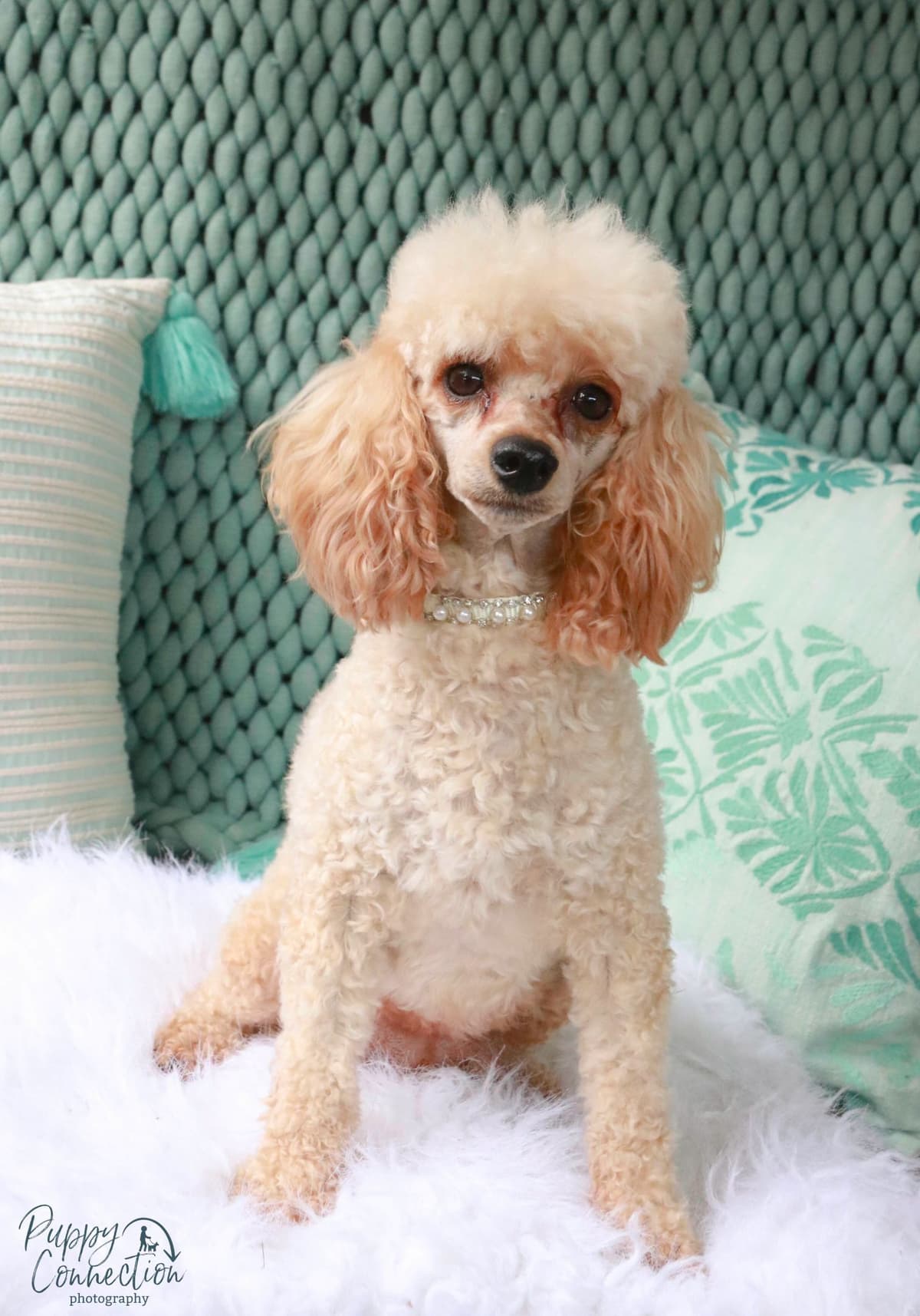 Poodle Puppies breeder image 3