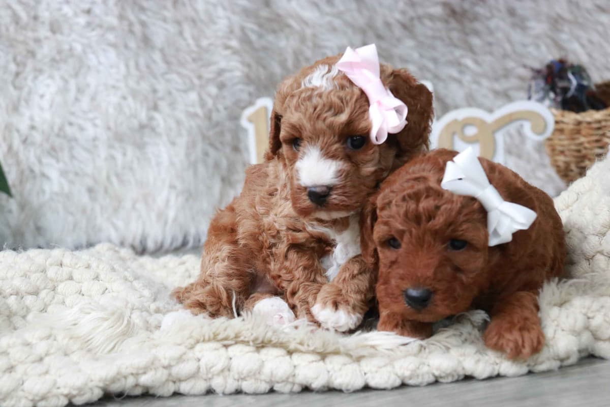 Poodle Puppies breeder image 4