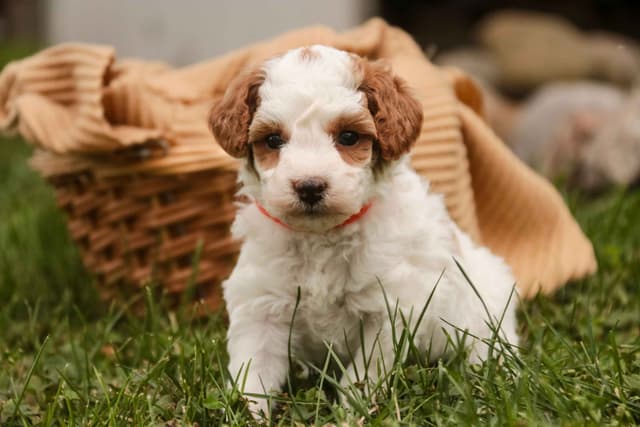 Poodle Puppies media 2