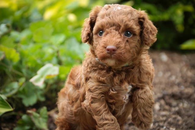 Poodle Puppies media 3