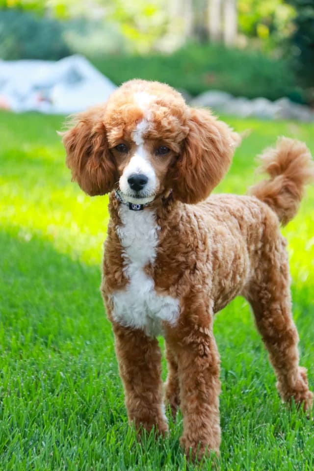Poodle Puppies media 4
