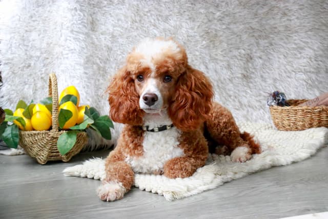 Poodle Puppies media 5