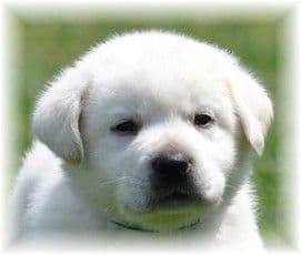 Light Yellow English Labrador Retriever Puppies breeder image 8