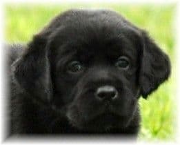 Light Yellow English Labrador Retriever Puppies breeder image 10