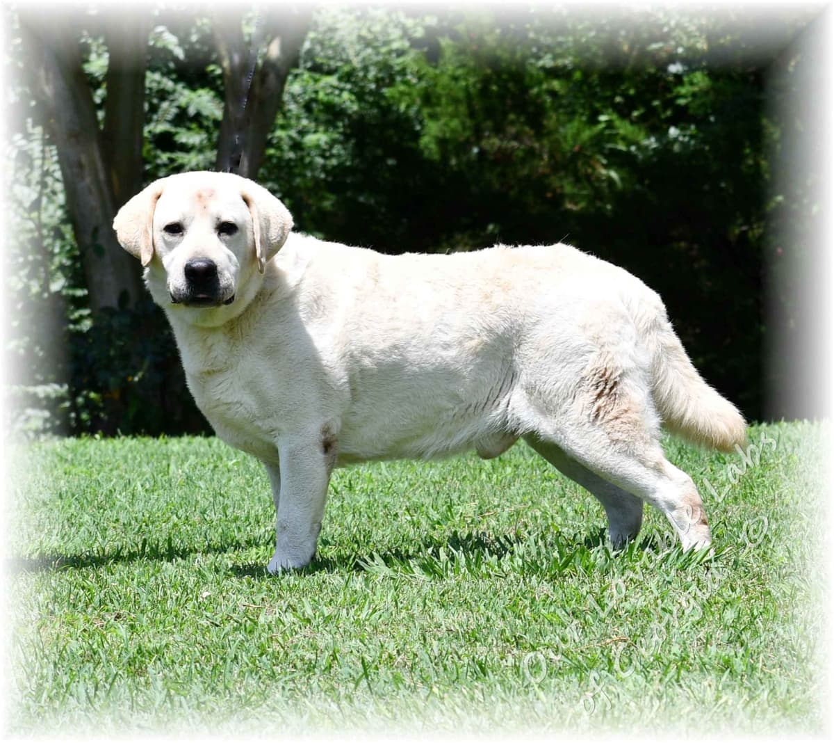 Light Yellow English Labrador Retriever Puppies breeder image 11