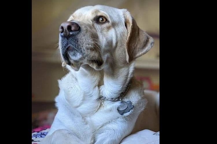 Light Yellow English Labrador Retriever Puppies breeder image 4