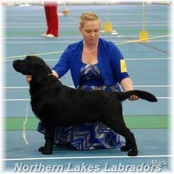 Light Yellow English Labrador Retriever Puppies breeder image 3