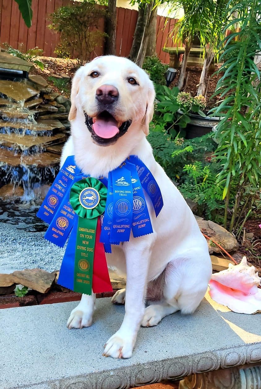 Light Yellow English Labrador Retriever Puppies breeder image 6