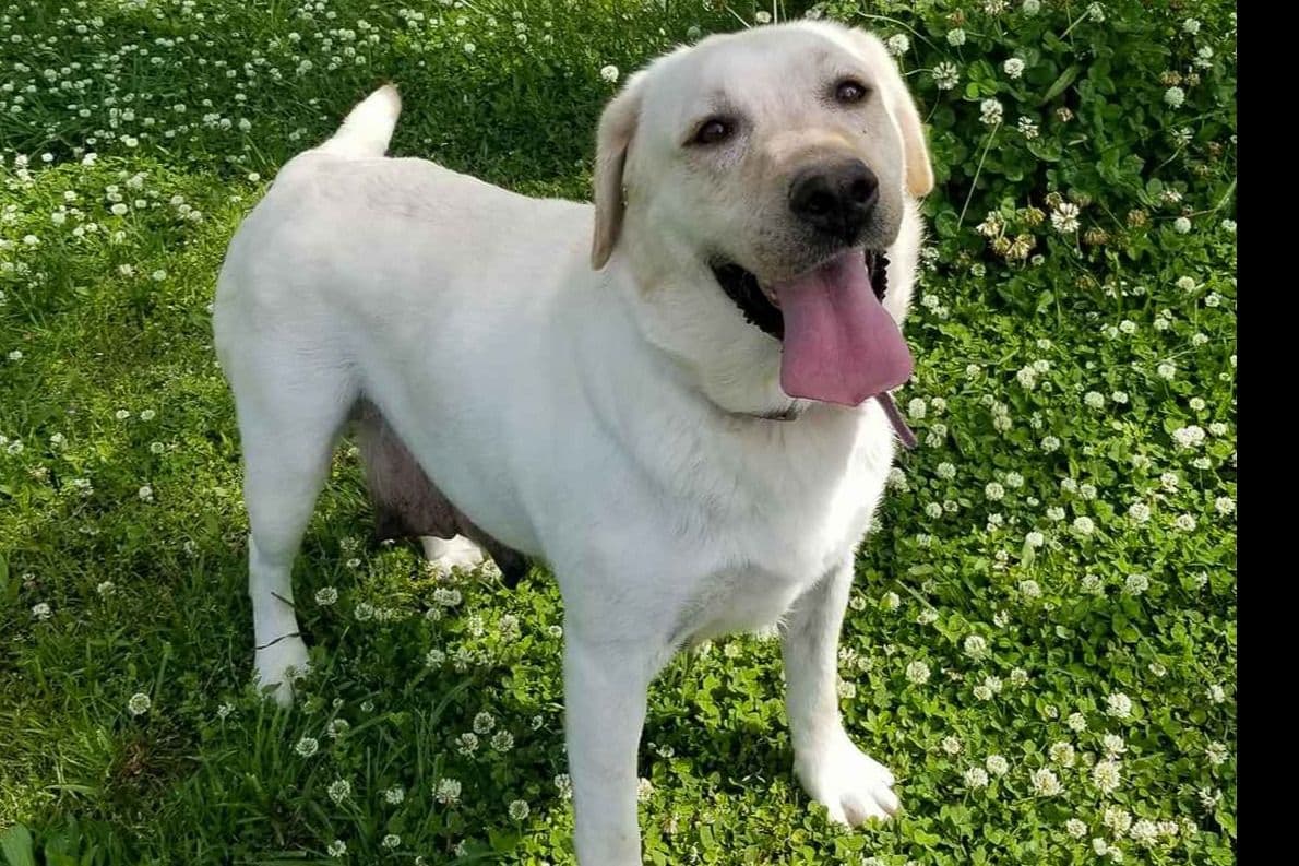 Light Yellow English Labrador Retriever Puppies breeder image 18