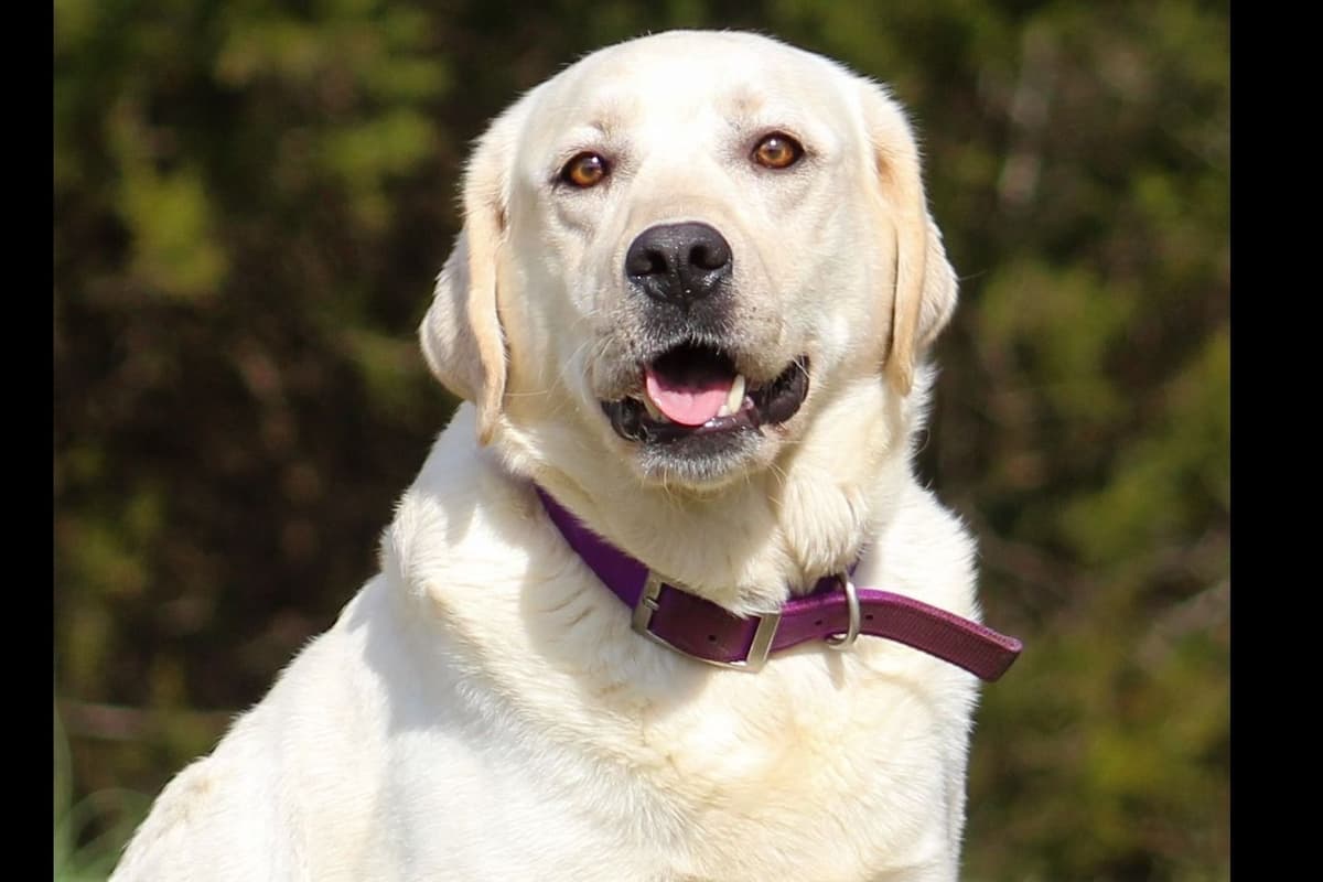 Light Yellow English Labrador Retriever Puppies breeder image 19