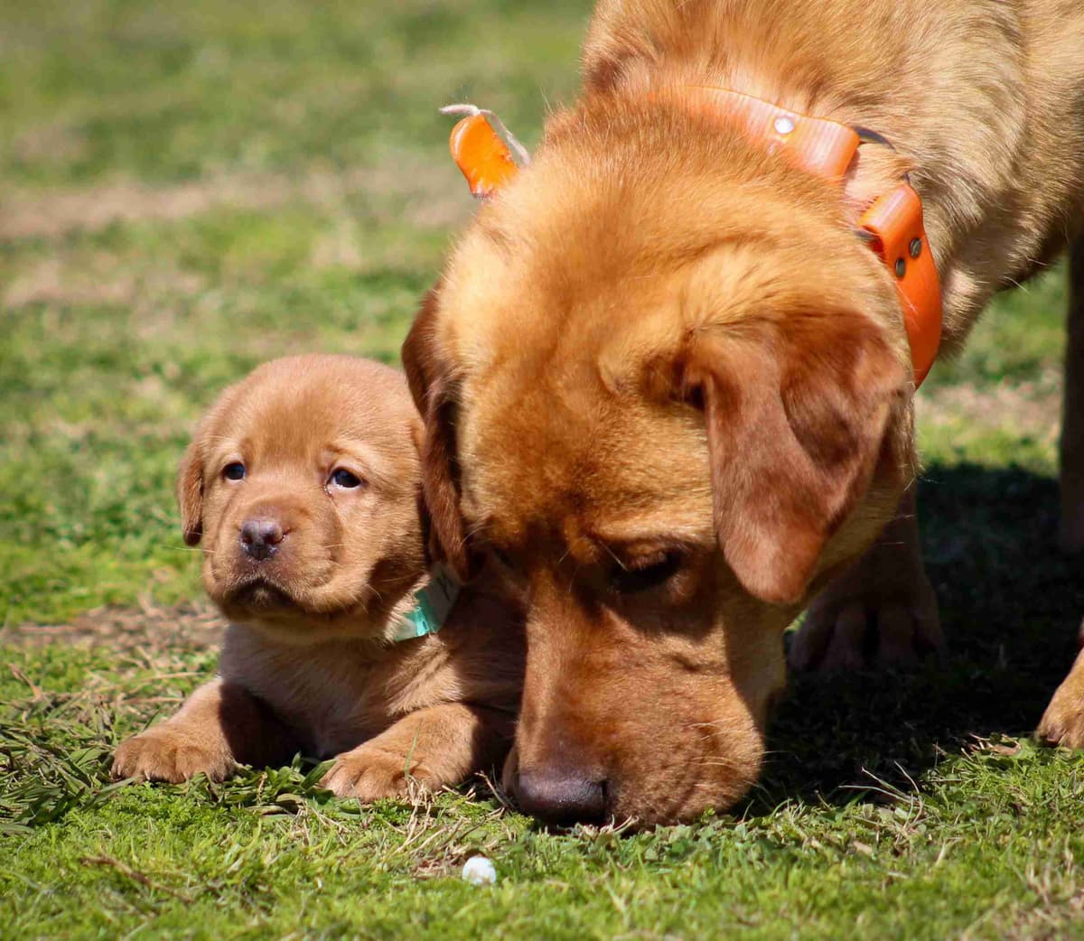 Light Yellow English Labrador Retriever Puppies breeder image 21