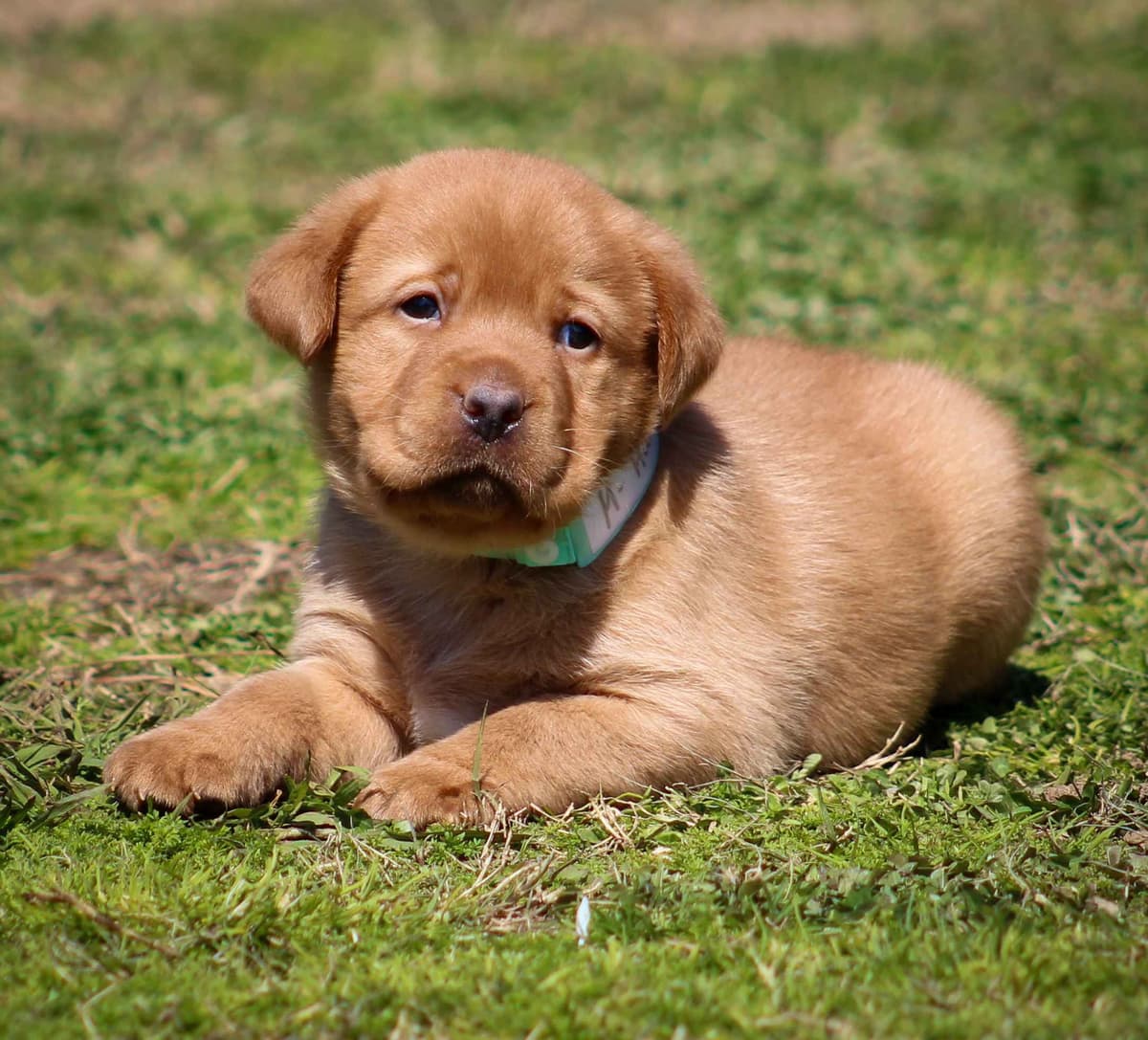 Light Yellow English Labrador Retriever Puppies breeder image 5
