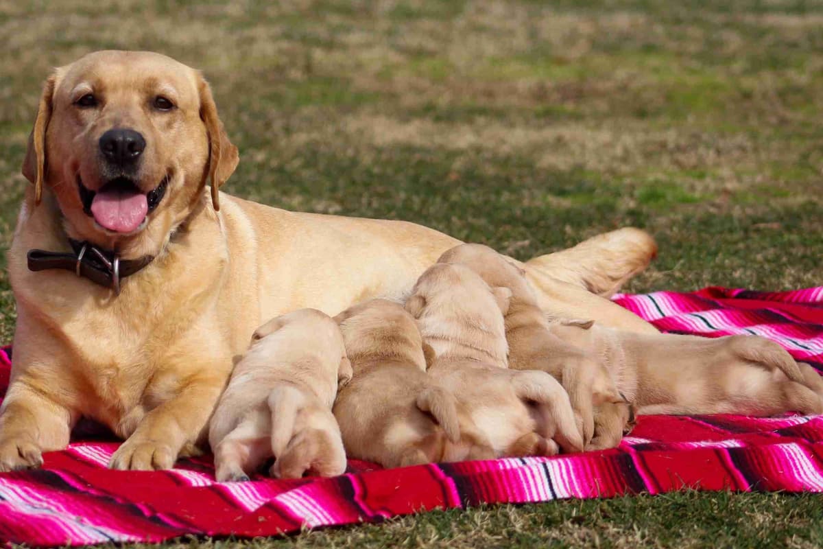 Light Yellow English Labrador Retriever Puppies breeder image 23