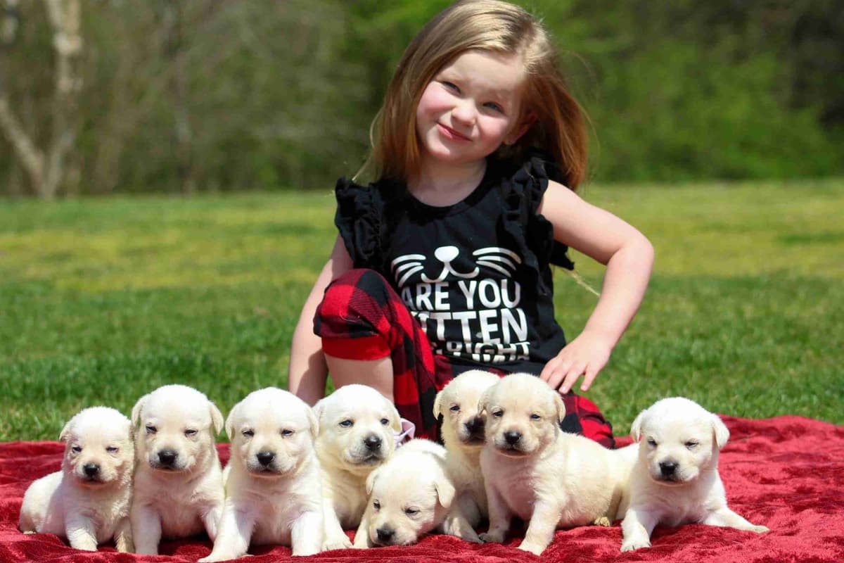 Light Yellow English Labrador Retriever Puppies breeder image 24