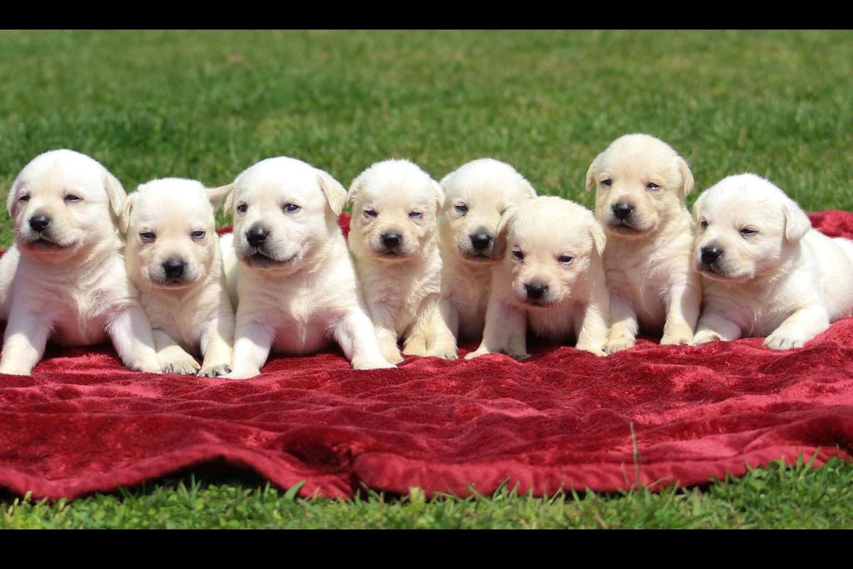 Light Yellow English Labrador Retriever Puppies breeder image 14
