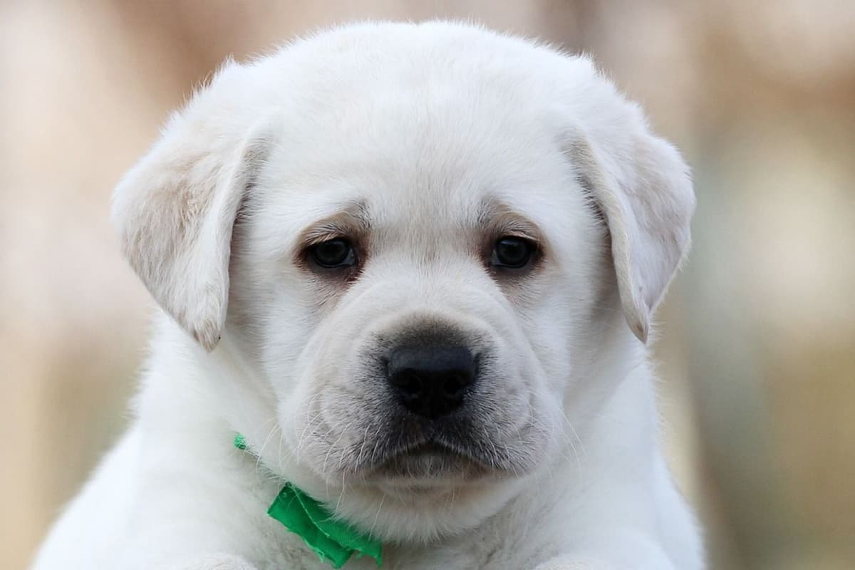 Light Yellow English Labrador Retriever Puppies breeder image 17