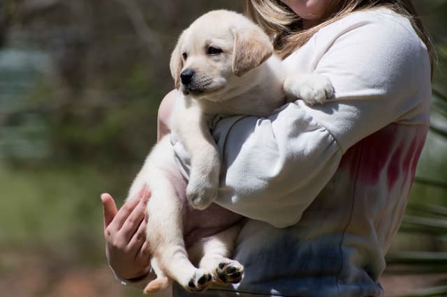 Light Yellow English Labrador Retriever Puppies media 2