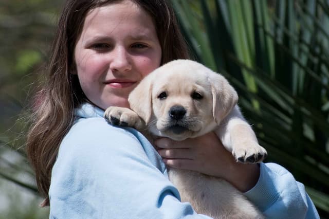 Light Yellow English Labrador Retriever Puppies media 3