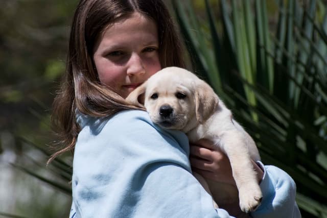 Light Yellow English Labrador Retriever Puppies media 4