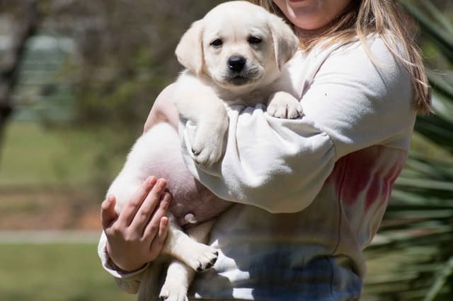 Light Yellow English Labrador Retriever Puppies media 5