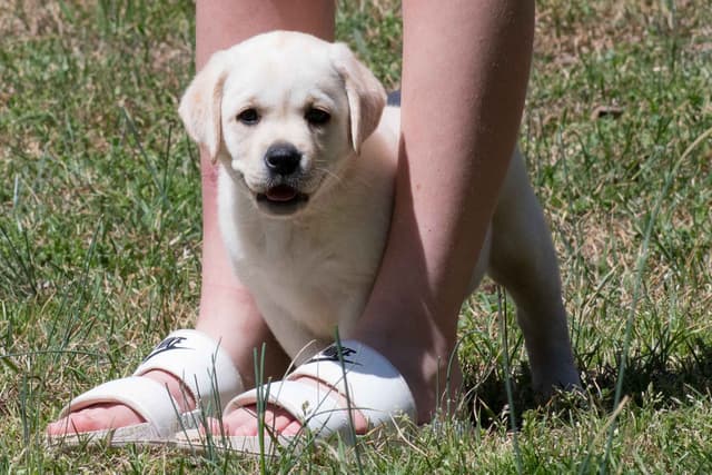 Light Yellow English Labrador Retriever Puppies media 6