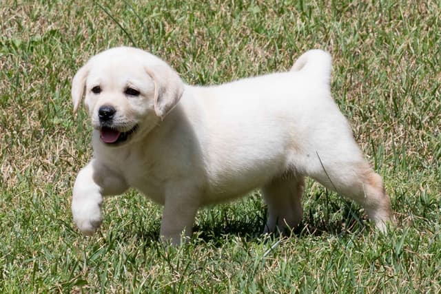 Light Yellow English Labrador Retriever Puppies media 7