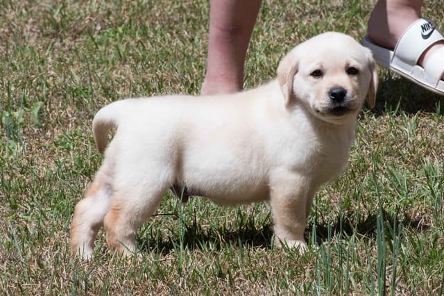Light Yellow English Labrador Retriever Puppies media 8