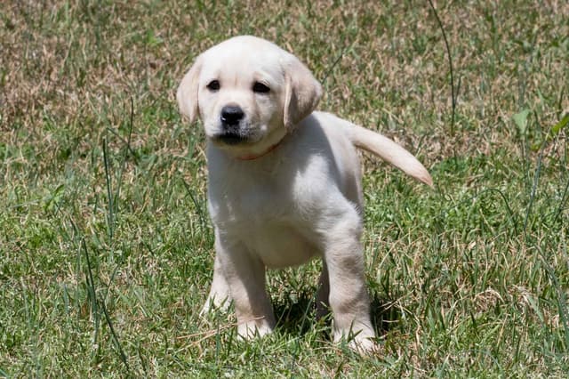 Light Yellow English Labrador Retriever Puppies media 9