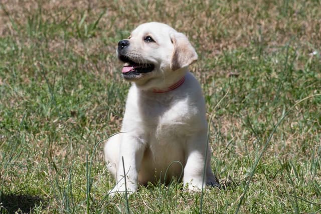 Light Yellow English Labrador Retriever Puppies media 10