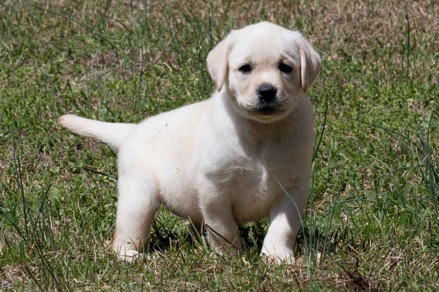 Light Yellow English Labrador Retriever Puppies media 11