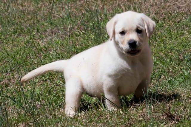 Light Yellow English Labrador Retriever Puppies media 12