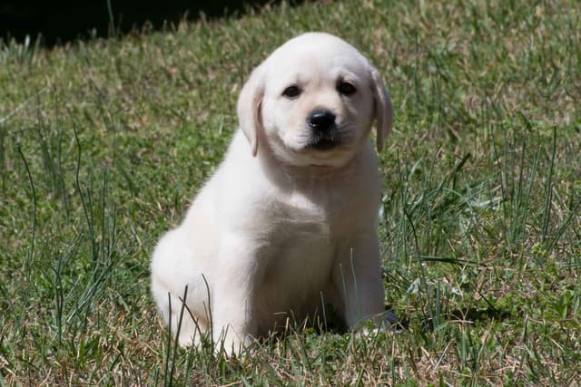 Light Yellow English Labrador Retriever Puppies media 13