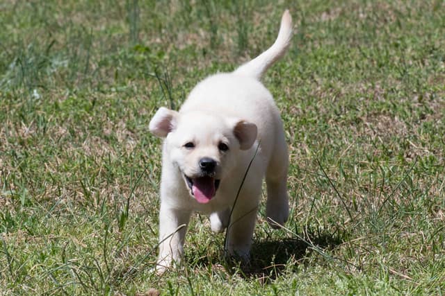Light Yellow English Labrador Retriever Puppies media 14