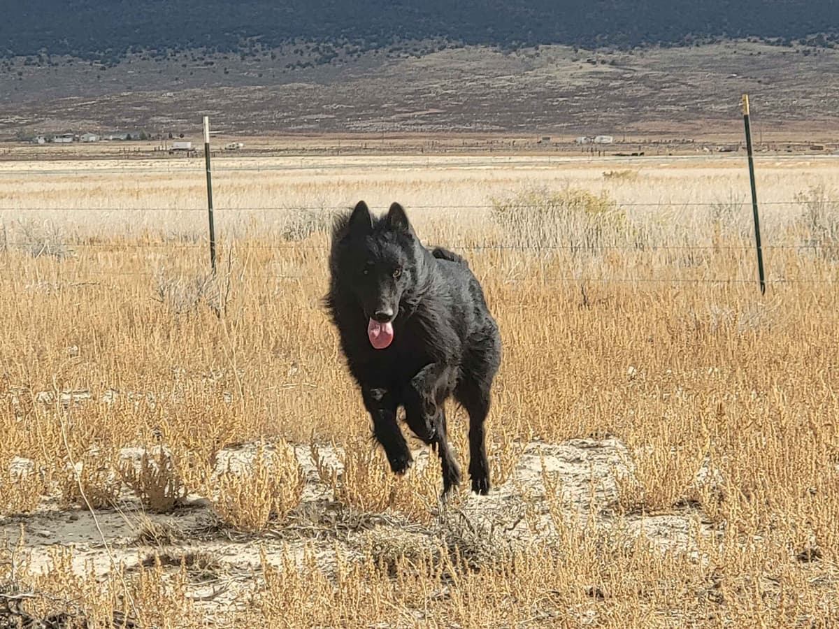 Belgian Sheepdog Puppies breeder image 1