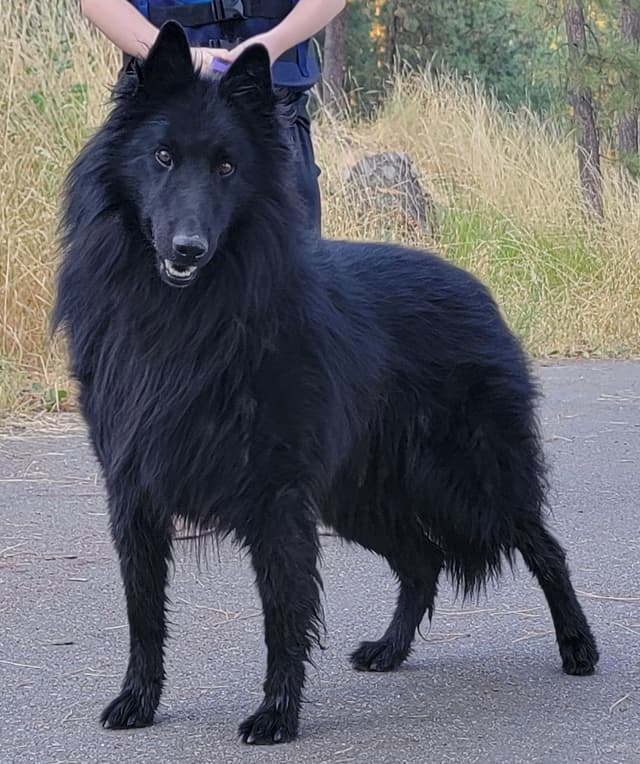 Belgian Sheepdog Puppies media 11