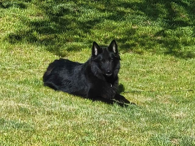 Belgian Sheepdog Puppies media 10