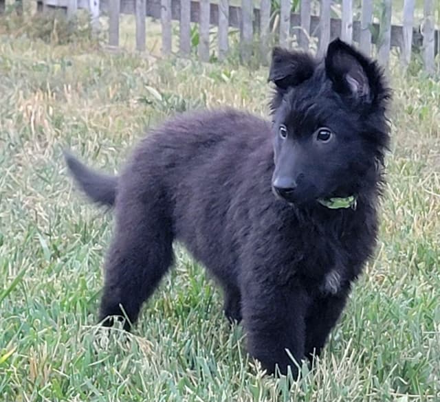 Belgian Sheepdog Puppies media 9