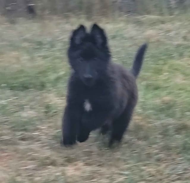 Belgian Sheepdog Puppies media 8