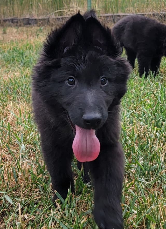 Belgian Sheepdog Puppies media 6
