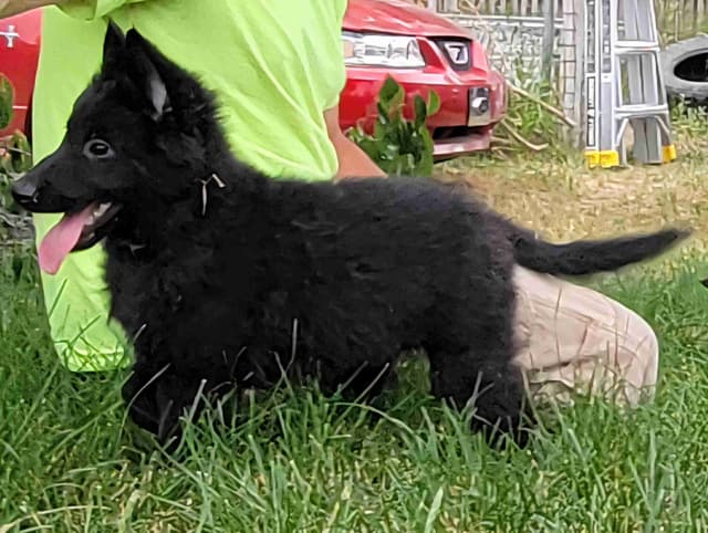 Belgian Sheepdog Puppies media 7