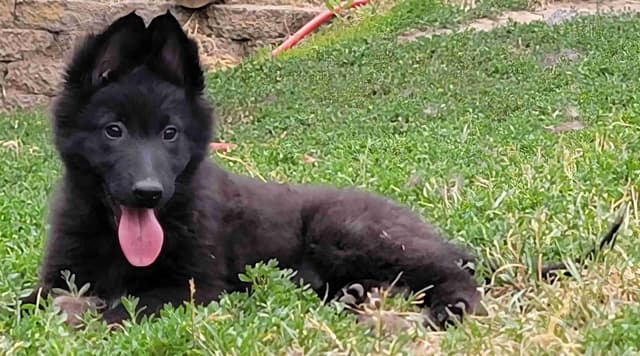 Belgian Sheepdog Puppies media 4