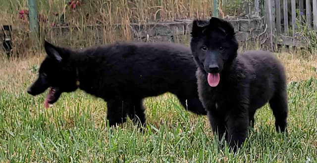 Belgian Sheepdog Puppies media 5