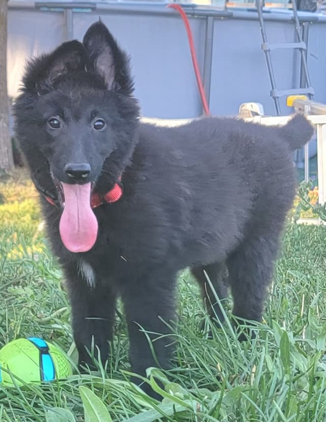 Belgian Sheepdog Puppies media 13